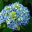 Hydrangea macrophylla Madame Fausten Travouillon - powder blue flowers