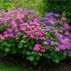 Hydrangea macrophylla 'Queen Elizabeth' - a wonderful mix of deep pink and lavender mop-top heads.  Bred to celebrate the Queens 90th birthday