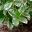 Hydrangea macrophylla variegated variety foliage