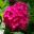 The wonderful deep pink flower head of Hydrangea macrophylla Rose Supreme
