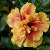 Hibiscus rosa sinensis, double flowered