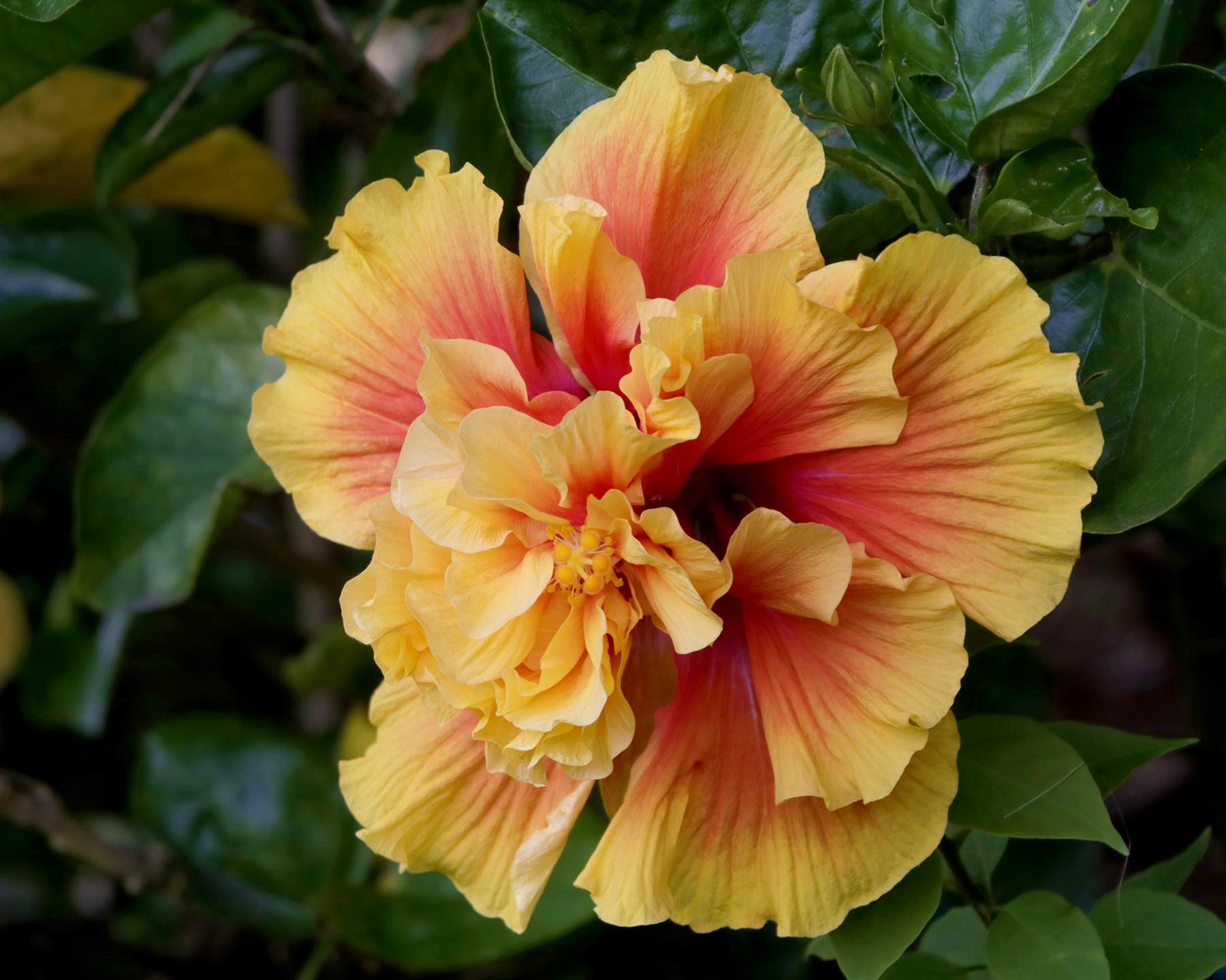 Hibiscus rosa sinensis, double flowered