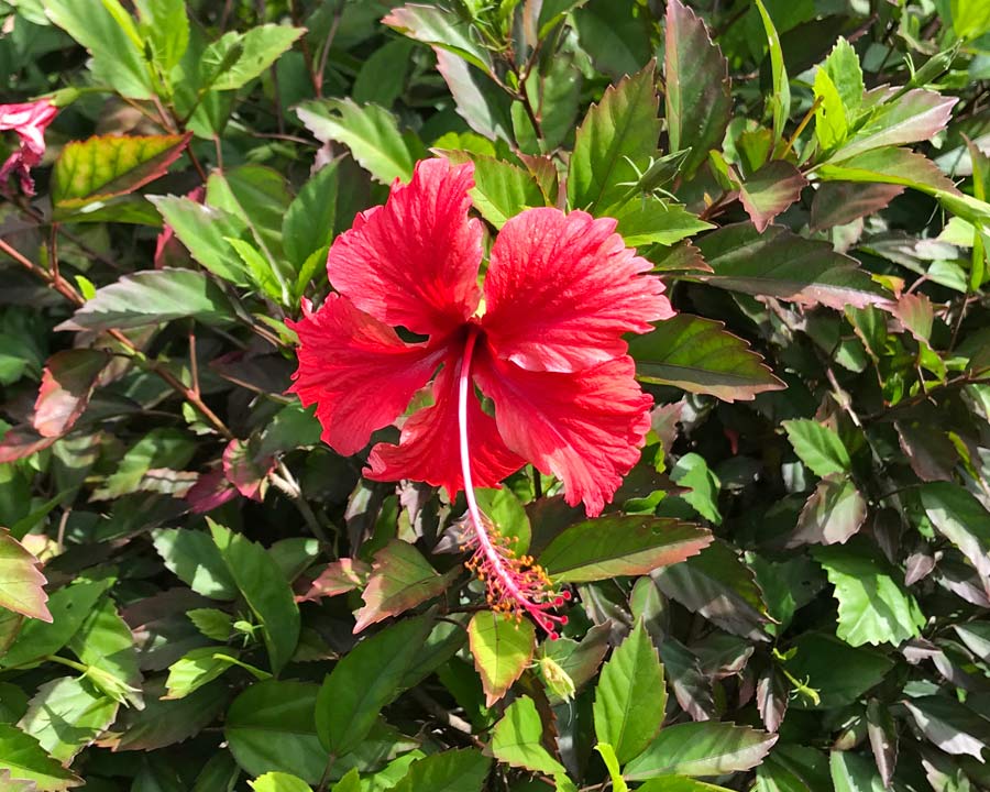Hibiscus Rosa-sinensis Andersonii - bronze tinged leaves, bright red flowers, dense habit can be pruned into low hedge