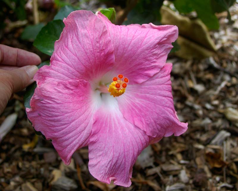 Hibiscus rosa sinensis, this is variety Boondah