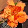 Hibiscus rosa sinensis - a double orange