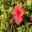 Hibiscus rosa sinensis Andersonii