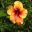Hibiscus rosa sinensis - this is Reggae Breeze