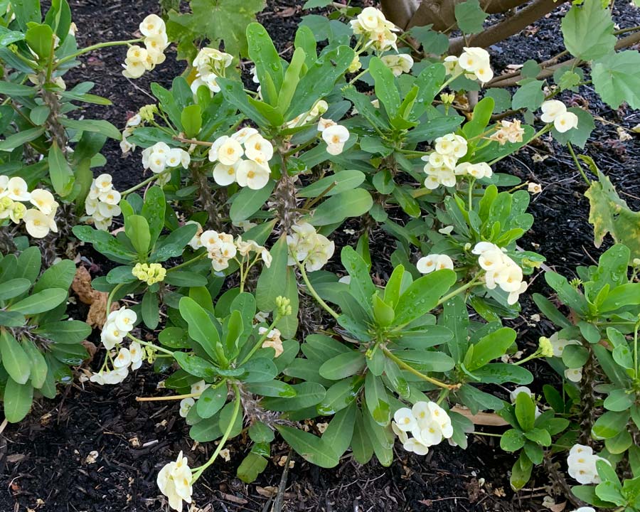 Euphorbia milli, white form