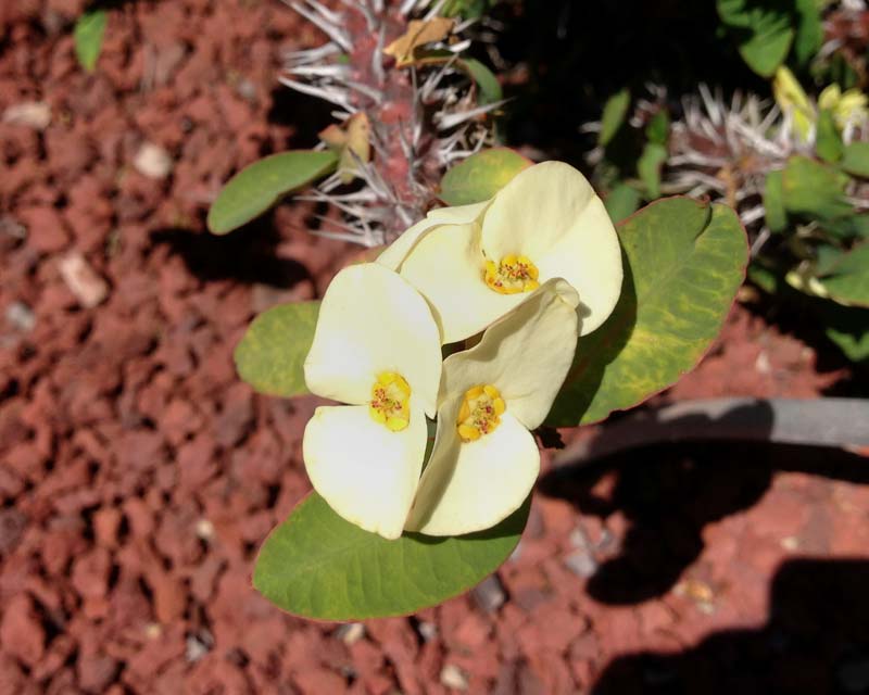 Euphorbia milii White Craze