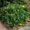 Hibbertia scandens - low growing ground cover