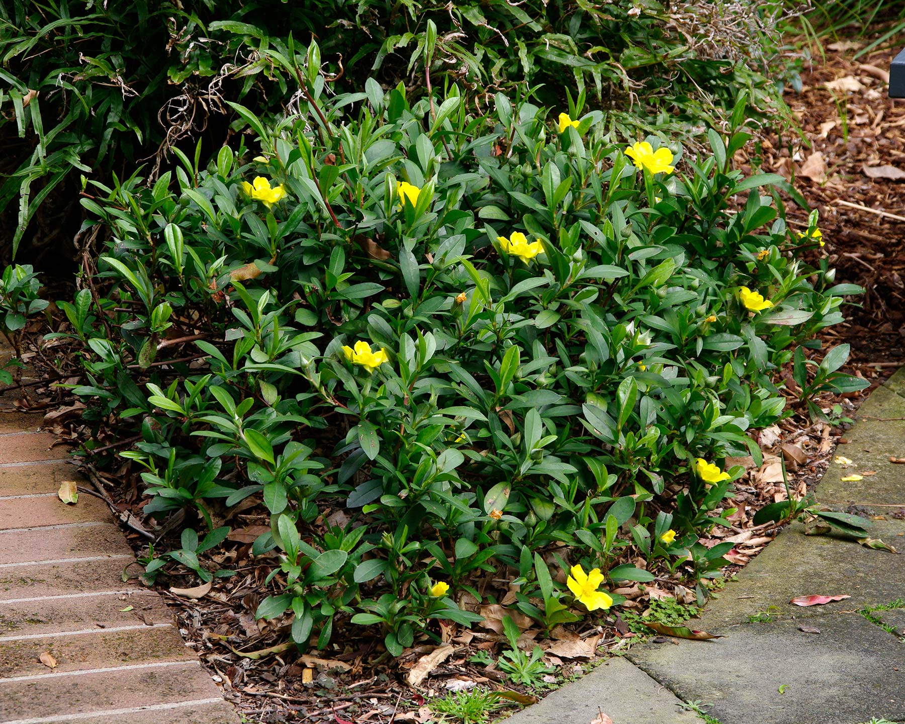 Hibbertia scandens - low growing ground cover