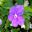 Brunfelsia australis