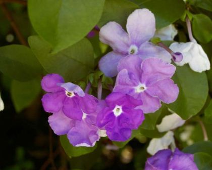 Brunfelsia australis - the flowers change from white to purple over a few days