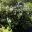 Brunfelsia australis - a medium sized shrub with white to mauve flowers in spring.  Sydney Botanical Gardens