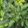 Mahonia aquifolium Apollo