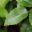 Mahonia aquifolium Apollo