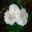 Clarkia amoena or Godetia Cultivar 'Memoria' white petals with a blush of pink