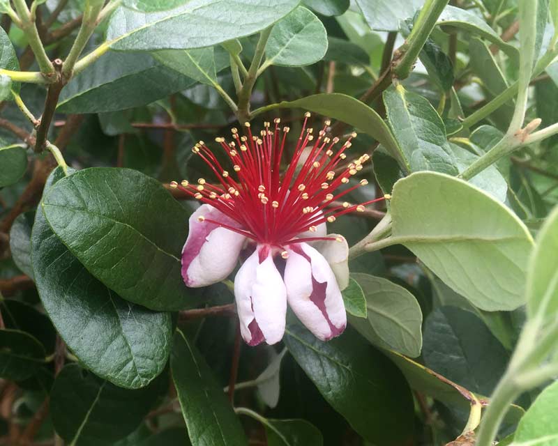 The pink shell like flowers of Feijoa sellowiana syn. Acca sellowiana