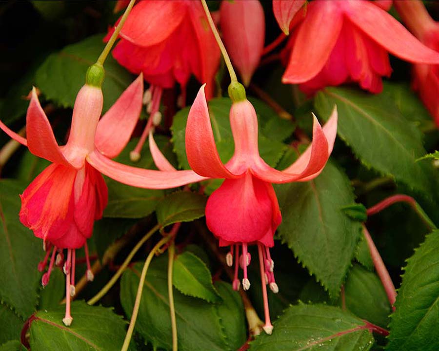 Fuchsia trailing hybrid - Dancing Flame (a frost tender variety)