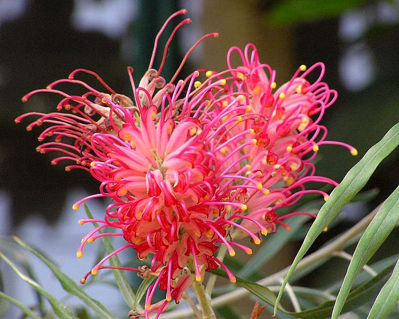 Grevillea banksii Forsterii.  Usually very large blooms too.