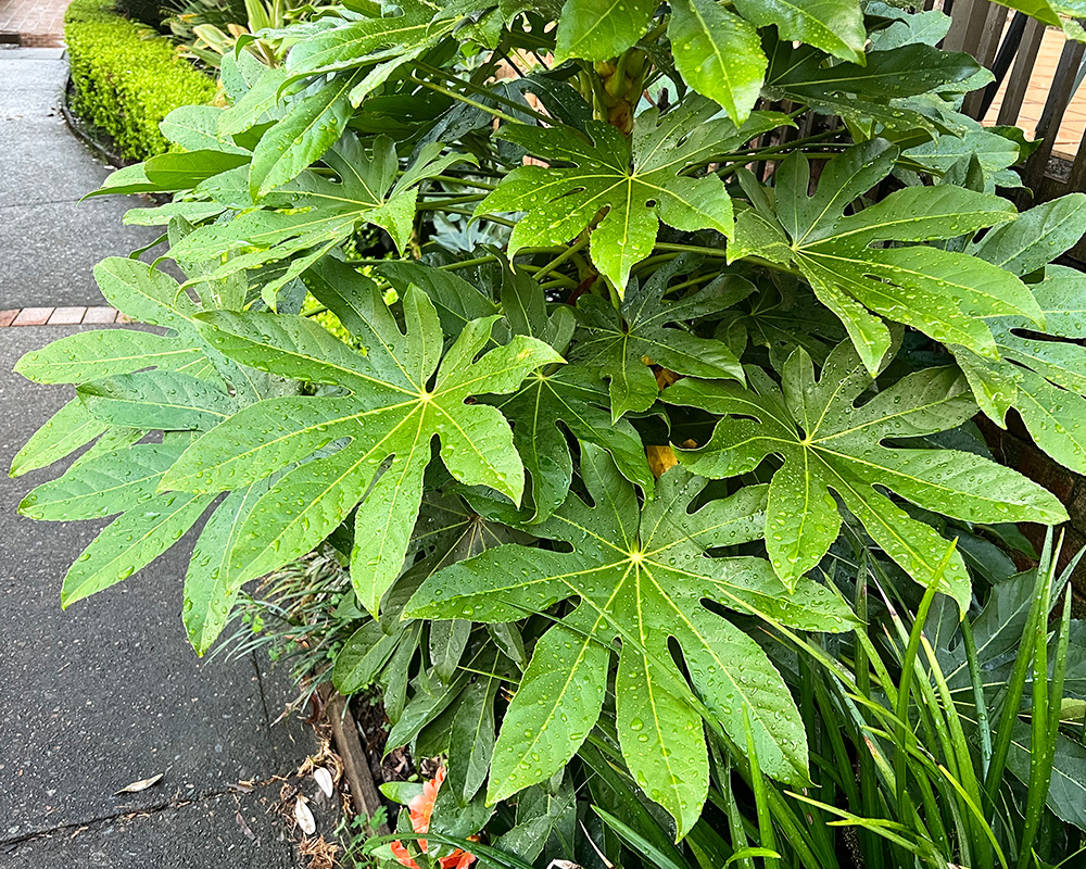 Fatsia japonica leaf