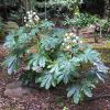 Fatsia japonica in its natural woodland environment