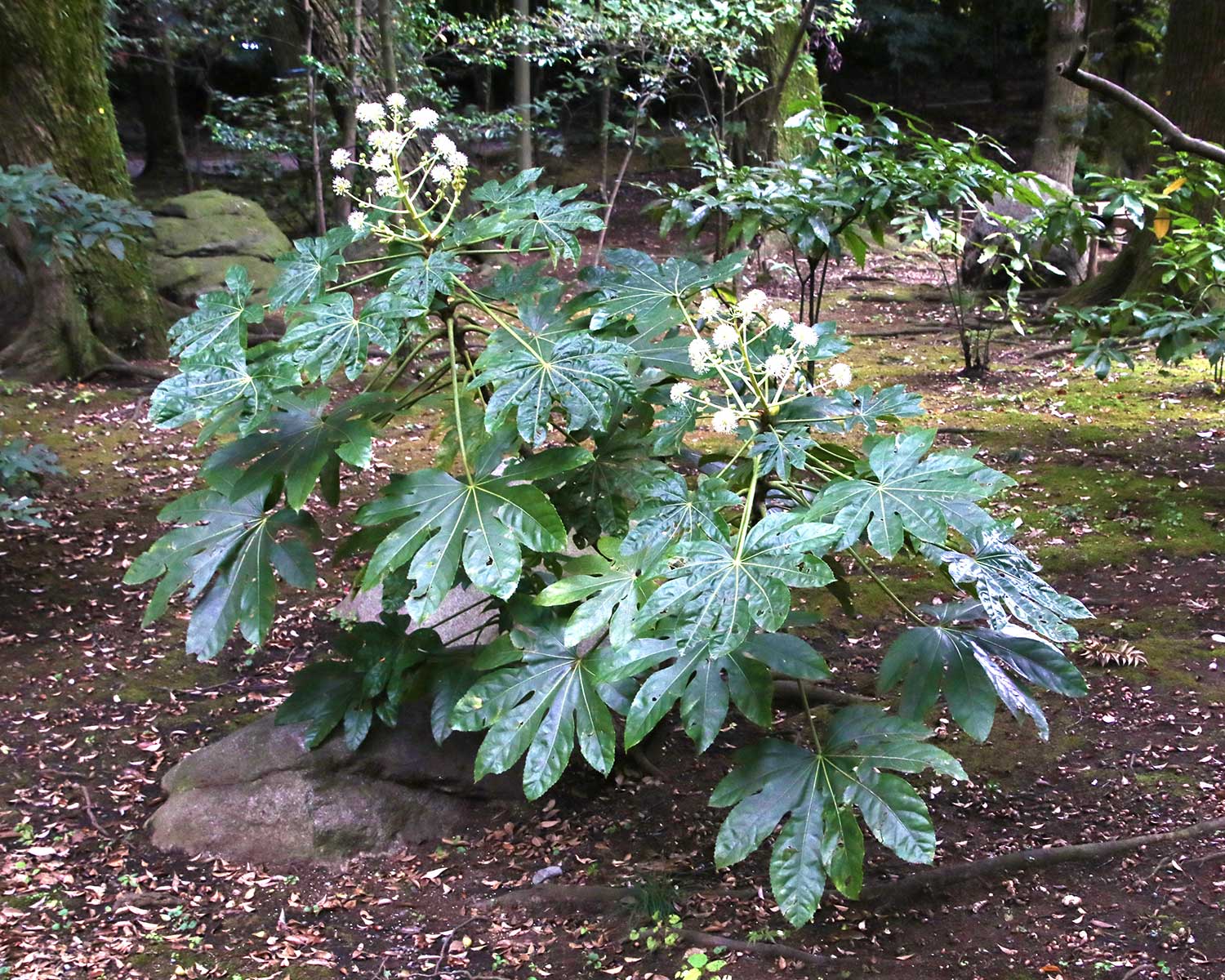 Fatsia japonica in its natural woodland environment