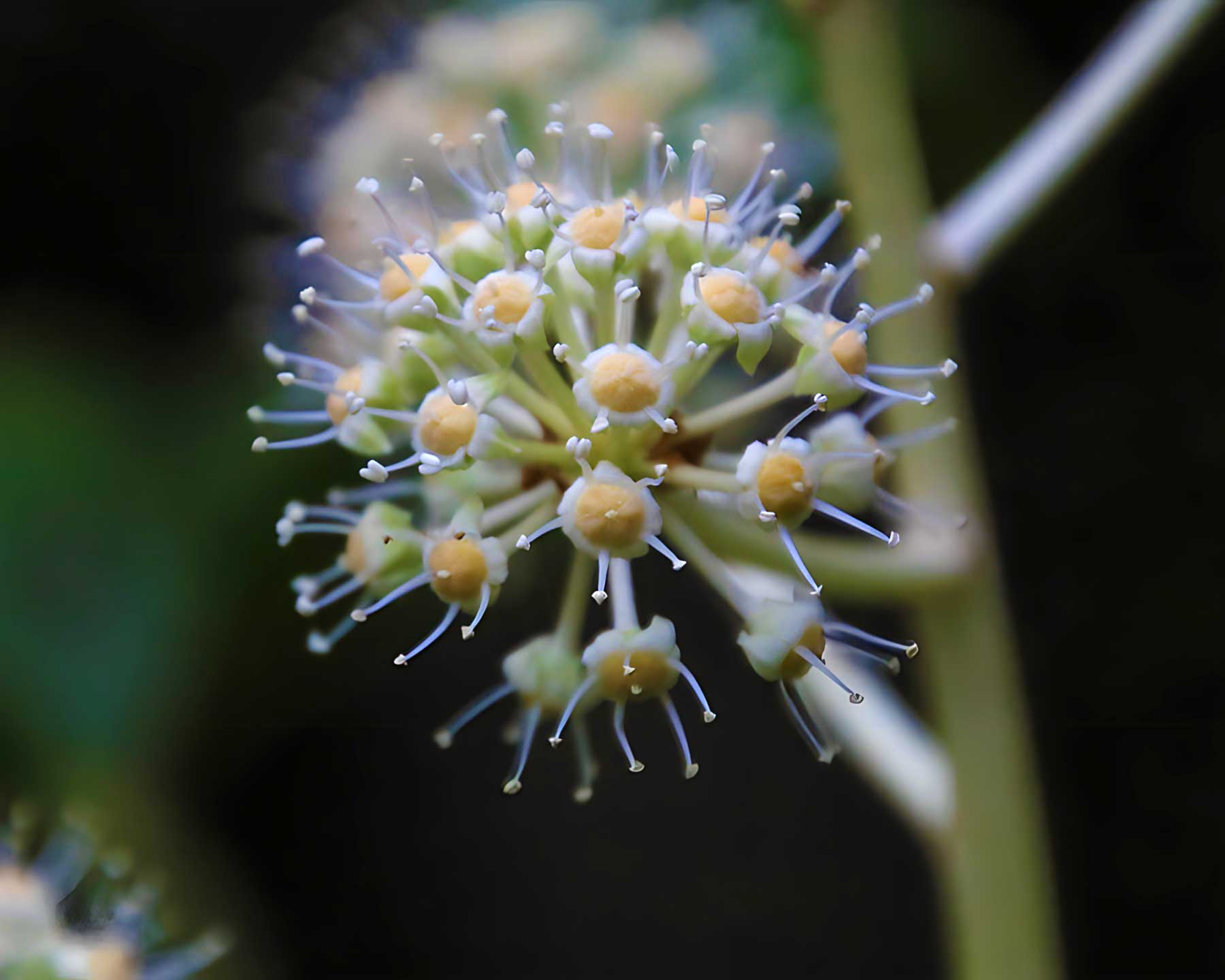 Fatsia japonica flower