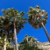 Livistona australis - Cabbage Tree Palm