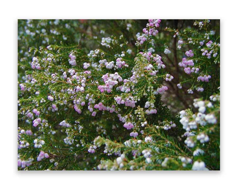 Erica melanthera - this is the variety 'Surprised'.