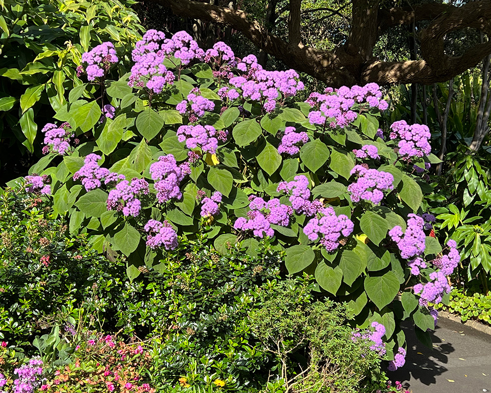 Bartlettina sordida - Purple flowers in early spring