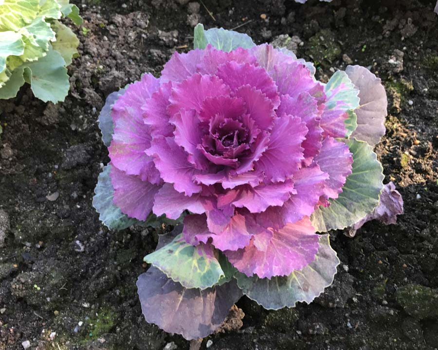Ornamental Kale with bright pink and grey-green leaves