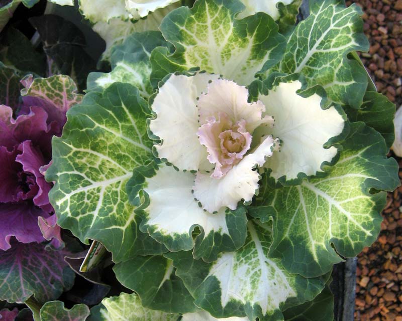 Brassica oleracea Acephala group - Ornamental Kale with green and white leaves