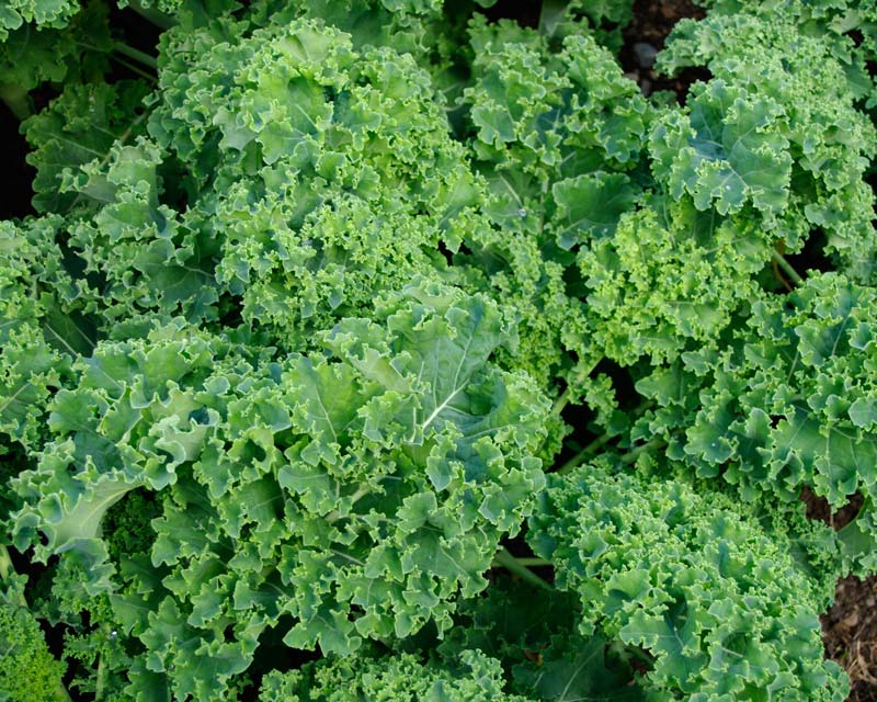 Curly Kale is a delicious source of many vitamins and calcium