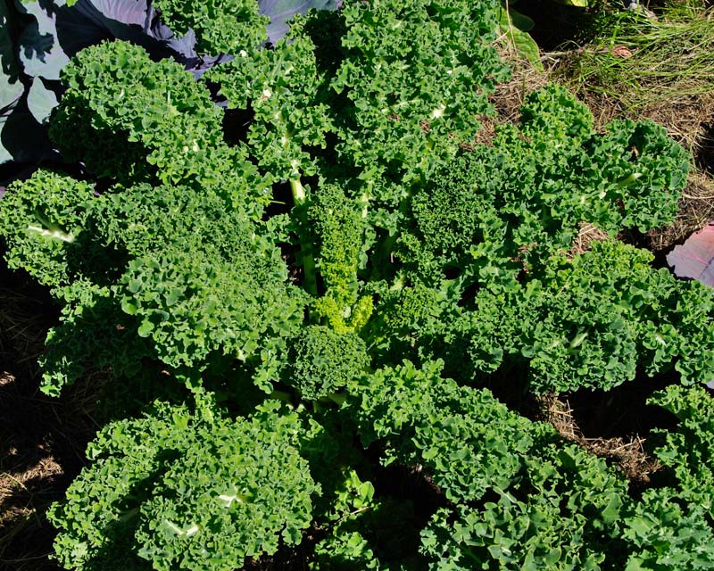 Brassica oleracea Acephala group - Curly Kale
