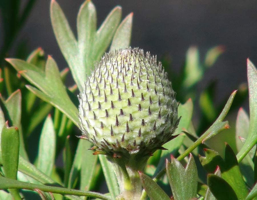 Cone-like seed head of Ispogon 'Little Drumstick'