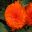 Begonia tuberhybrida 'Alexandra'