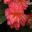 Begonia tuberhybrida