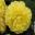 Begonia tuberhybrida - Golden Hind large double flowers - yellow