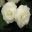 Begonia tuberhybrida - Lancelot large white double flowers