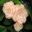 Begonia tuberhybrida - Mardi Gras large white double flowers petals have fine red margin