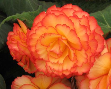 Begonia tuberhybrida Party Dress - large double flowers with yellow with red margins