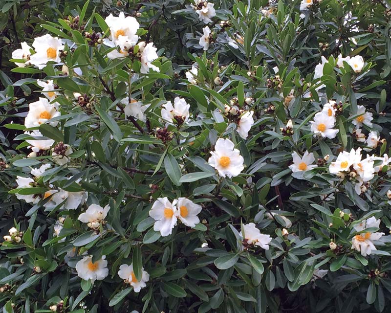 Gordonia Axillaris - large white flowers with yellow centres - similar to camellias
