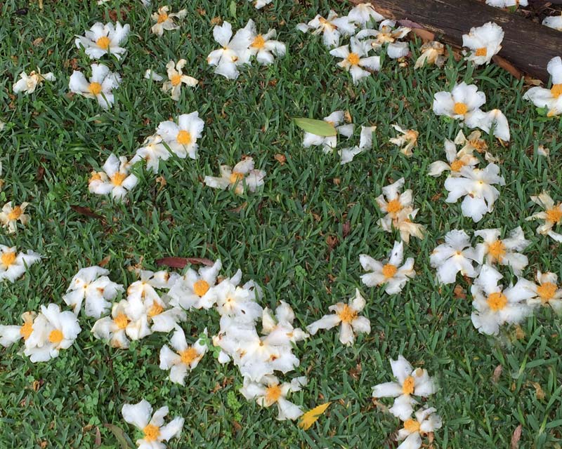 Gordonia axillaris - the fallen flowers look like fried eggs hence the name