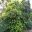 Duranta repens also known as Duranta erecta - large bushy shrub