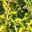 Duranta repens 'Aussie 2000' - variegated yellow and green foliage
