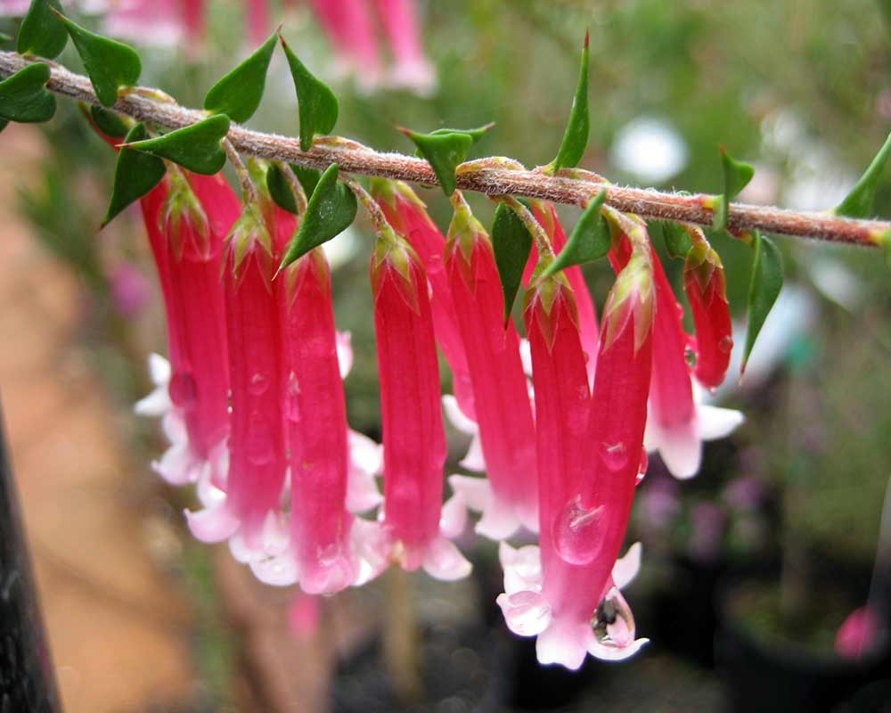 Epacris longiflora x Reclinata