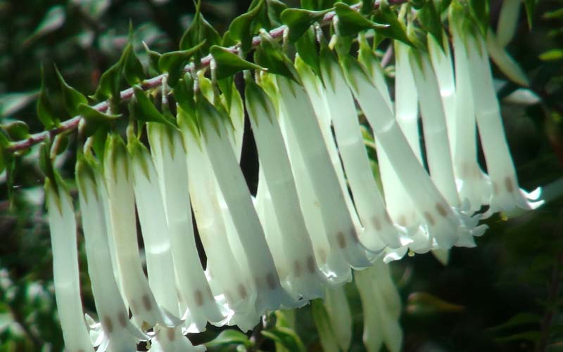 The pendulous white flowers of Epacris longiflora