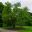 Morus nigra - Mulberry Tree in Kew Gardens