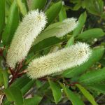Cunonia capensis 